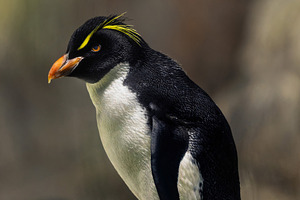 Rockhopper Penguin on a Rock with a, an Animal Photo by Perpis