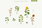 Sunflower Growth Stages Illustration, an Illustration by Ilia Design (Thumbnail 3 of 5)