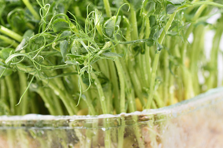 Green pea seed sprouts