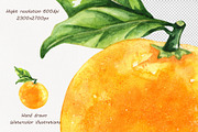 Oranges Watercolor Clipart, a Food Illustration by BarvArt (Thumbnail 4 of 6)