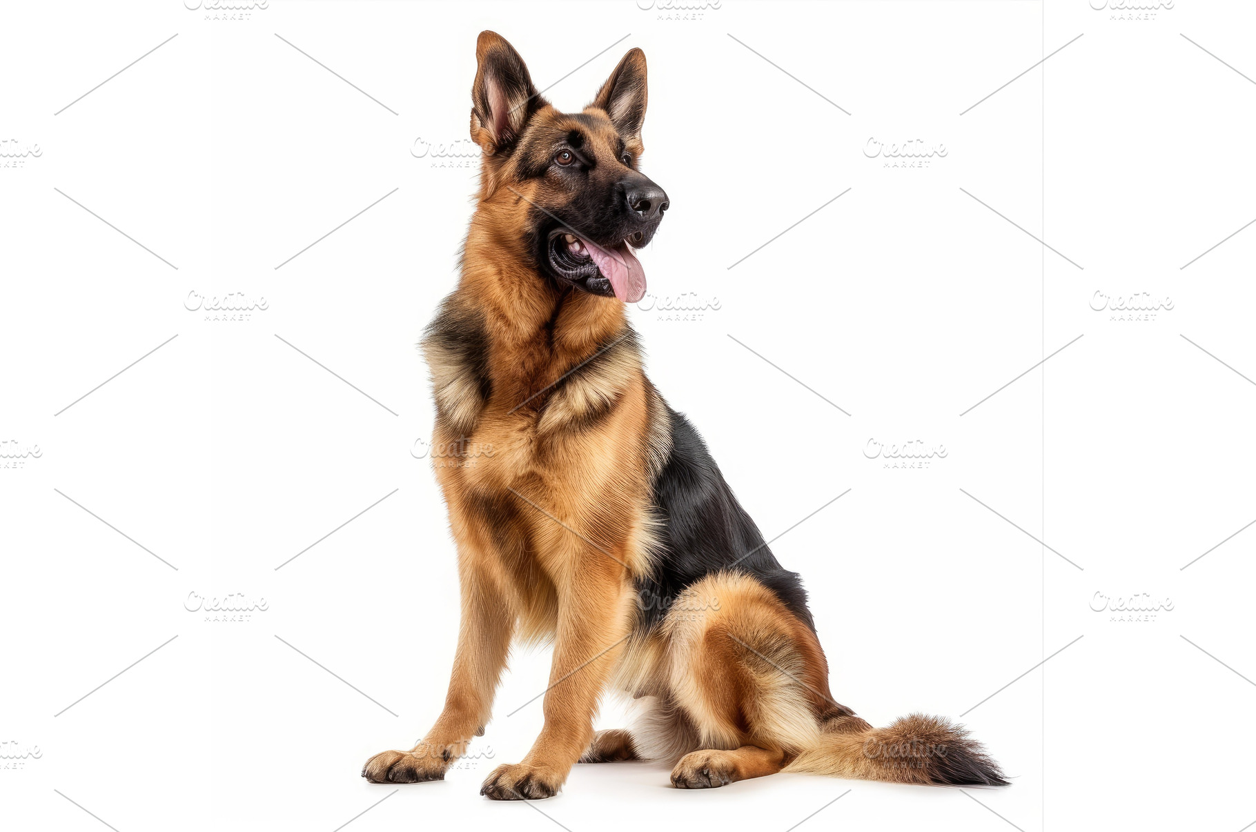 German shepherd dog sitting and, an Animal Photo by Ylivdesign