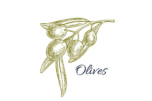 Green Olive Branch Sketch For Organic Food Design