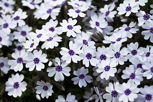 White and purple flowers