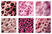 Pink Leopard Fur Seamless Pattern, an Illustration by Dream Creation (Thumbnail 5 of 7)