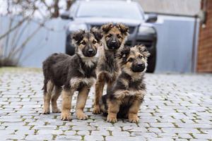 Three Small Puppies Standing on Paved Ground, an Animal Photo by Red Hot Chili Pepper Shop