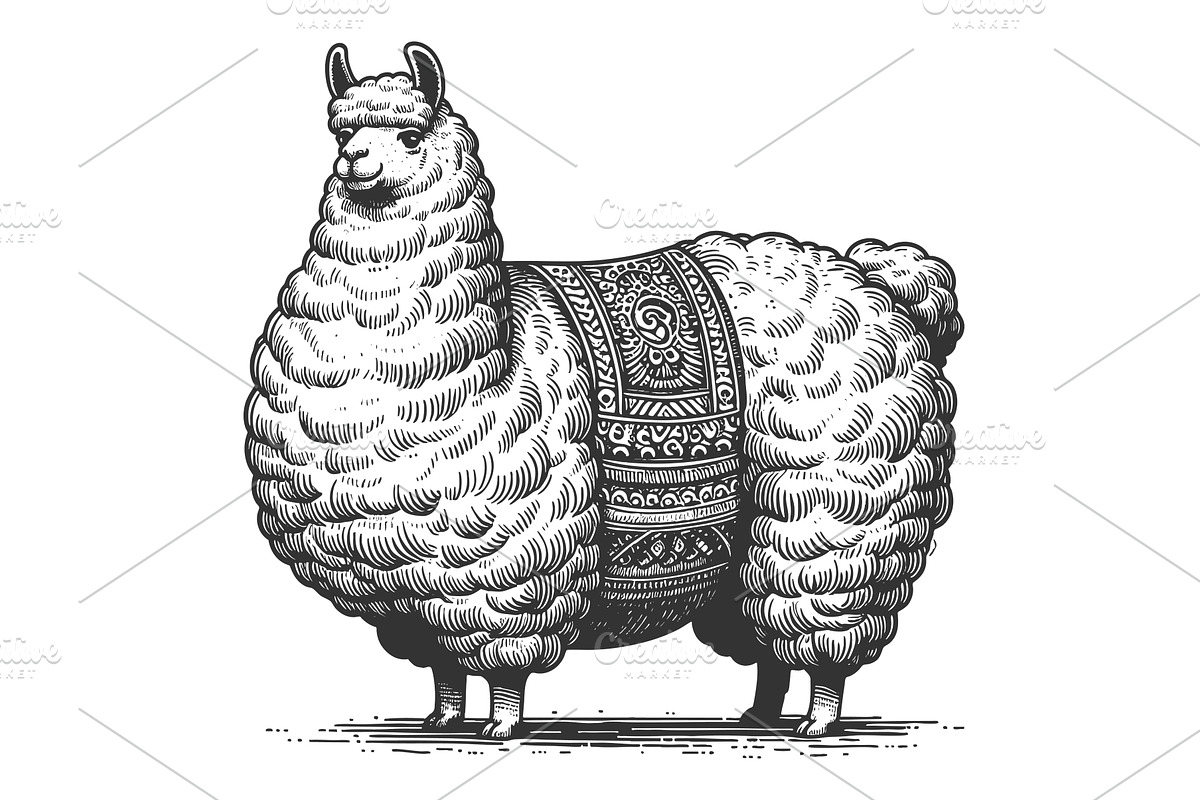 Llama with Decorative Blanket, an Animal Illustration by AlexArt