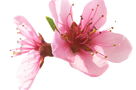 Almond pink flowers, a Nature Photo by Vapi