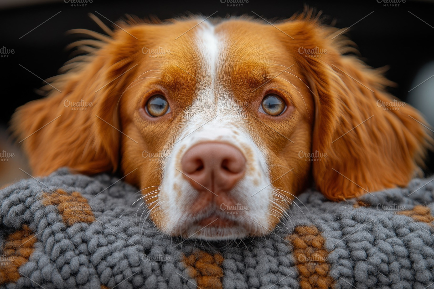 Cute brown and white dog resting on, a Photo by Tanuart
