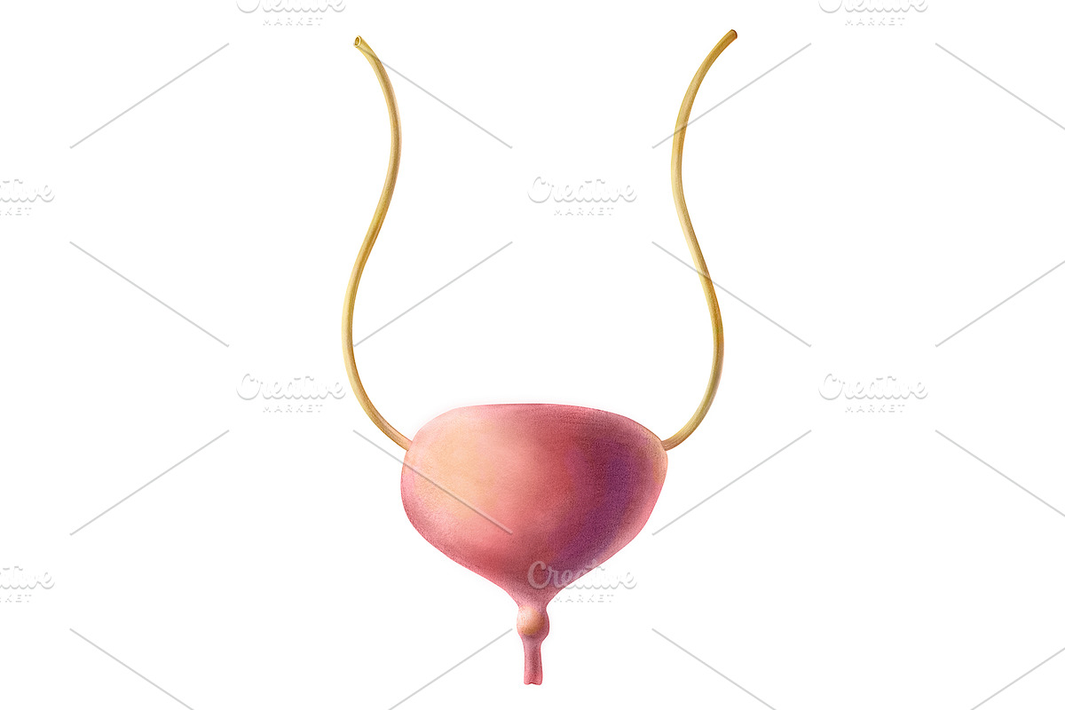 Human Organs Illustration Set, a Healthcare Illustration by Anna Repp Illustration (Photo 7 of 14)