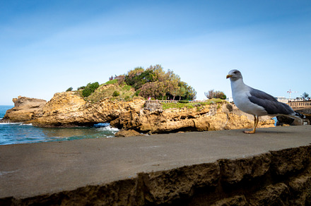 Rock of Basta and seagull in biarritz, a Nature Photo by GoodGoods