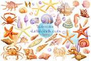Watercolor starfish, shells, crabs, an Animal Illustration by Hanna Hryharenka (Thumbnail 1 of 12)