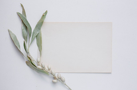 card with branch of Elaeagnus argent, an Arts & Entertainment Photo by Arymer