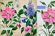 Flore des Dames Vintage French, an Illustration by French Kiss Collections (Thumbnail 7 of 16)
