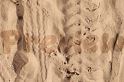 Dirty Sand Assets for Affinity Suite, a Brushes & More by Affinity Noise (Thumbnail 5 of 5)