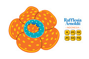 Indonesia Vector Pack #03, an Object Graphic by MEDZ (Thumbnail 2 of 7)