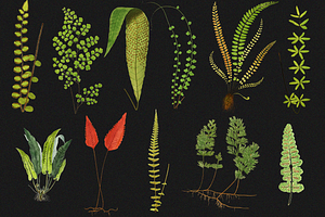 Botanical Illustrations - 40 PNG