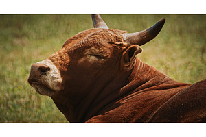 Serene Brown Cow Lounge in Green, an Animal Photo by Our Amazing World
