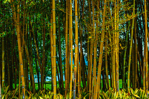 Bamboo forest background featuring background, bamboo, and beautiful