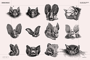 Halloween Special! Bats of the World, an Animal Illustration by Nomad Visuals (Thumbnail 9 of 17)