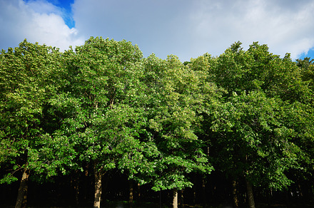 Dramatic park alley during sunset time background, a Nature Photo by RETROWAVE '88