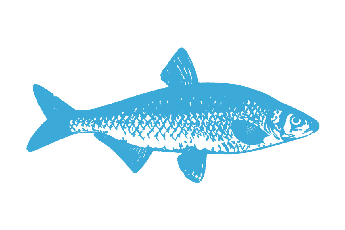 Vector Fish Illustration, an Illustration by Theresa Barba