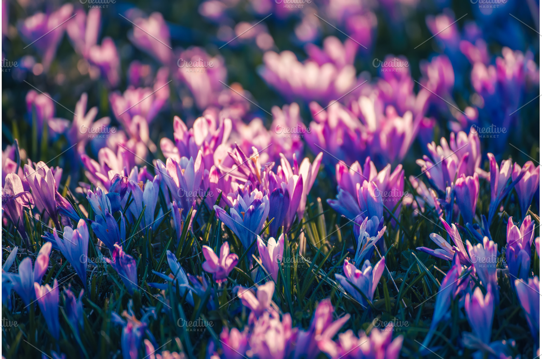 Spring crocus flowers in the green, a Nature Photo by Nature and travel