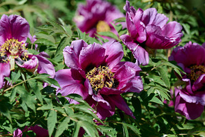 Lush purple peony flowers with vibrant yellow stamens, in full b, a Nature Photo by ndanko