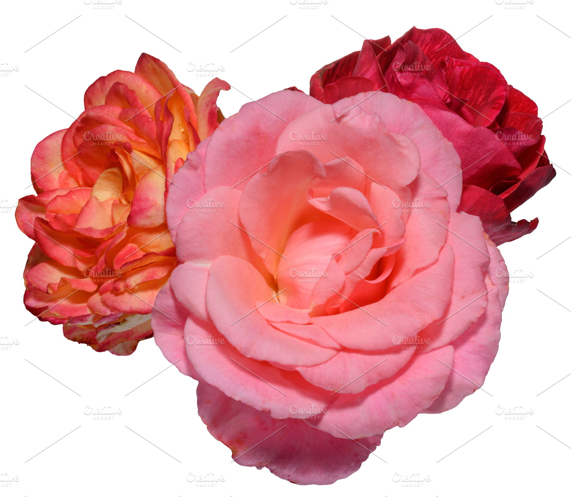 Bouquet of multi-colored roses close-up, isolated background, a Nature Photo by ndanko