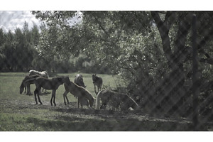 Cattle In The Corral. Horses Eating