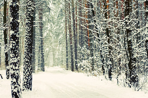 Forest path in winter with snow covered pine trees and a serene, a Photo by Studio ANNA