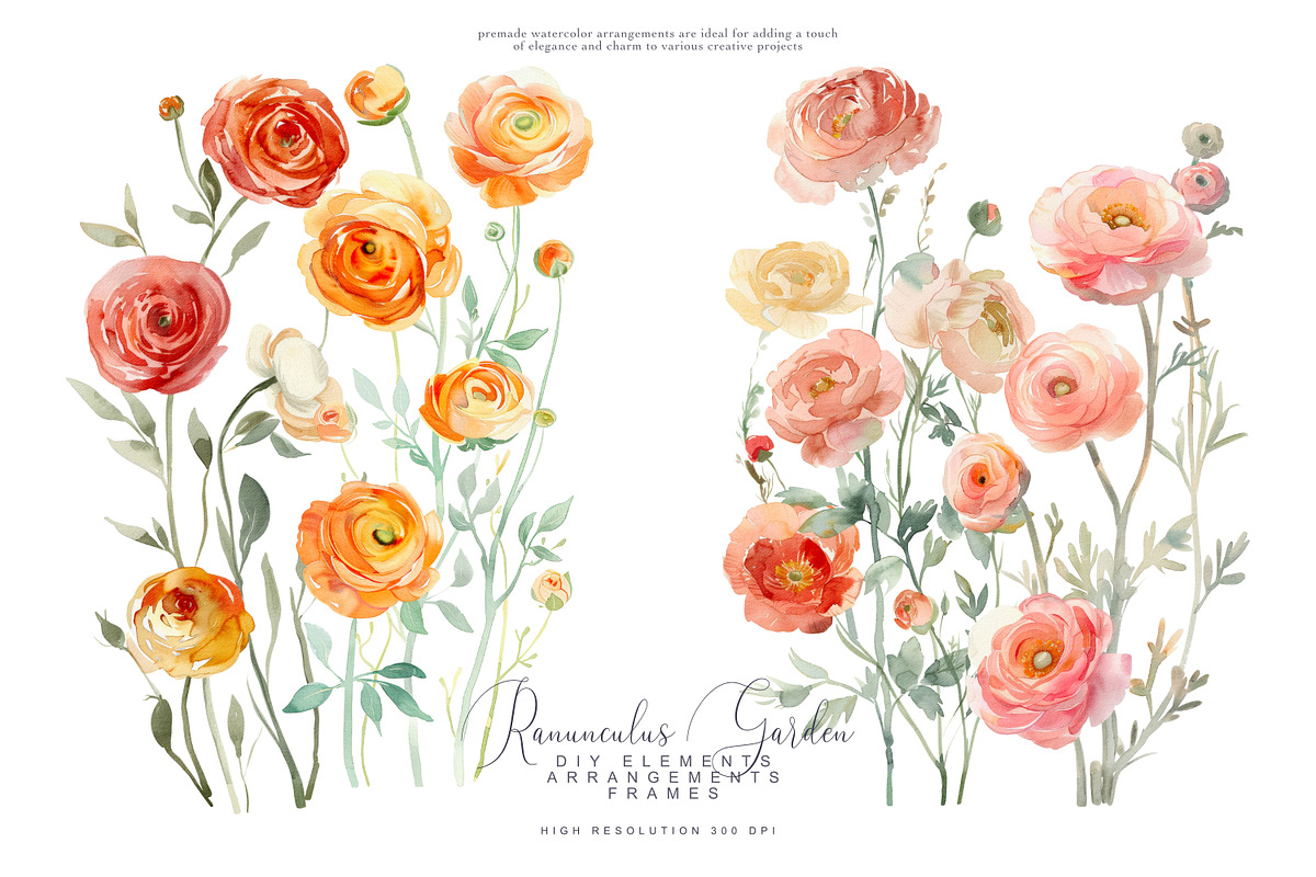 Watercolor Ranunculus Clipart Set, a Decorative Illustration by Patishop Art (Photo 3 of 10)