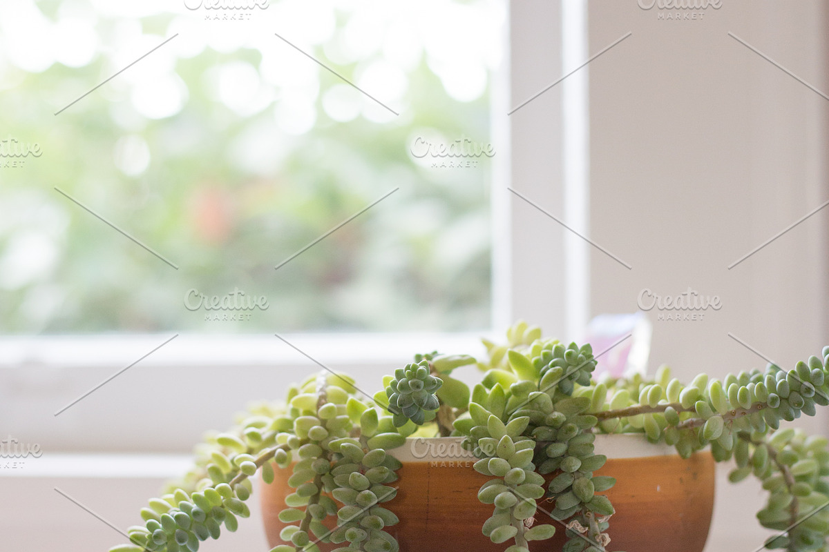 Living with Plants Photo Bundle, a Nature Photo by Wellness Stock Market (Photo 4 of 11)
