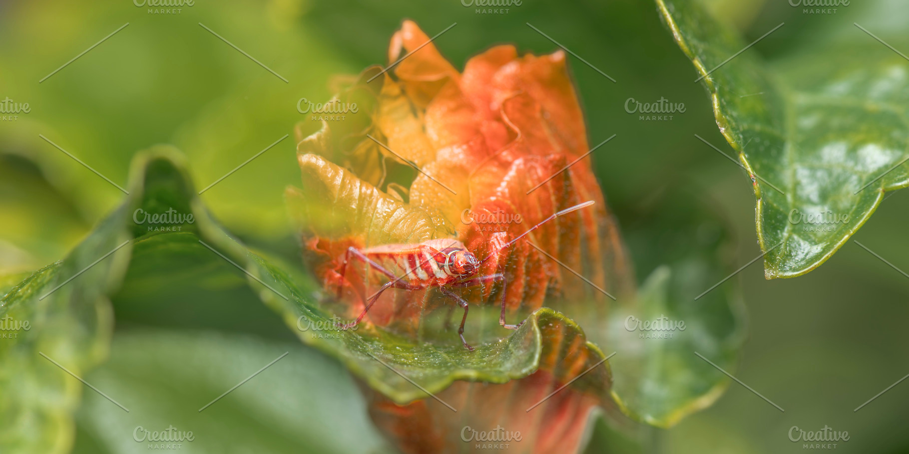 Fork-banded Cotton Bug, an Animal Photo by Rob D Animal Photography