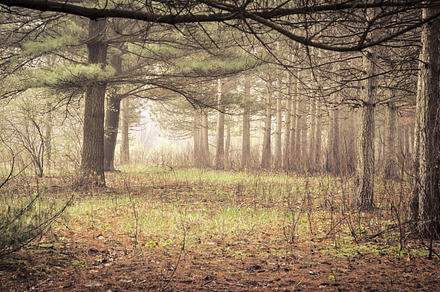 Pine Pine Pine preview 6