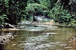 Jungle stock photo containing philippines and nature