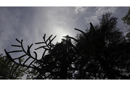 Bottom view of a coniferous tree on, a Nature Photo by Media Whale Stock