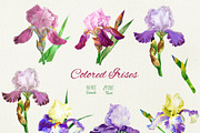 Colored Irises, an Illustration by Nataliapiache (Thumbnail 2 of 2)