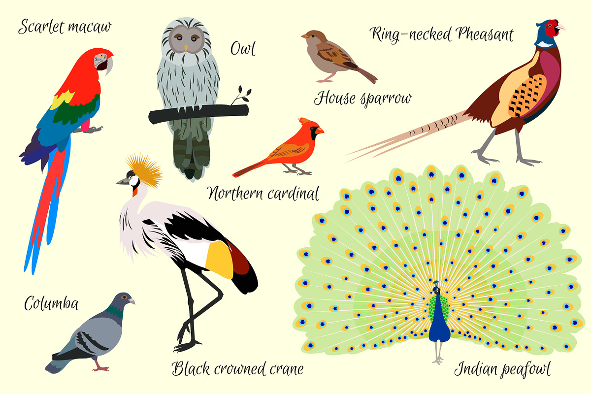 Set birds., an Animal Illustration by itiir