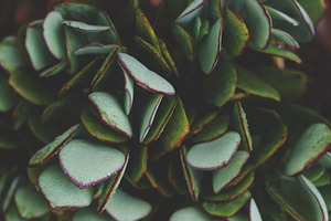 Beautiful Low Key Succulent, a Nature Photo by René Jordaan Photography