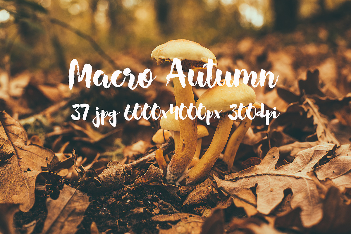 Macro Autumn photo bundle, a Templates & Theme by ApertureVintage (Photo 17 of 21)