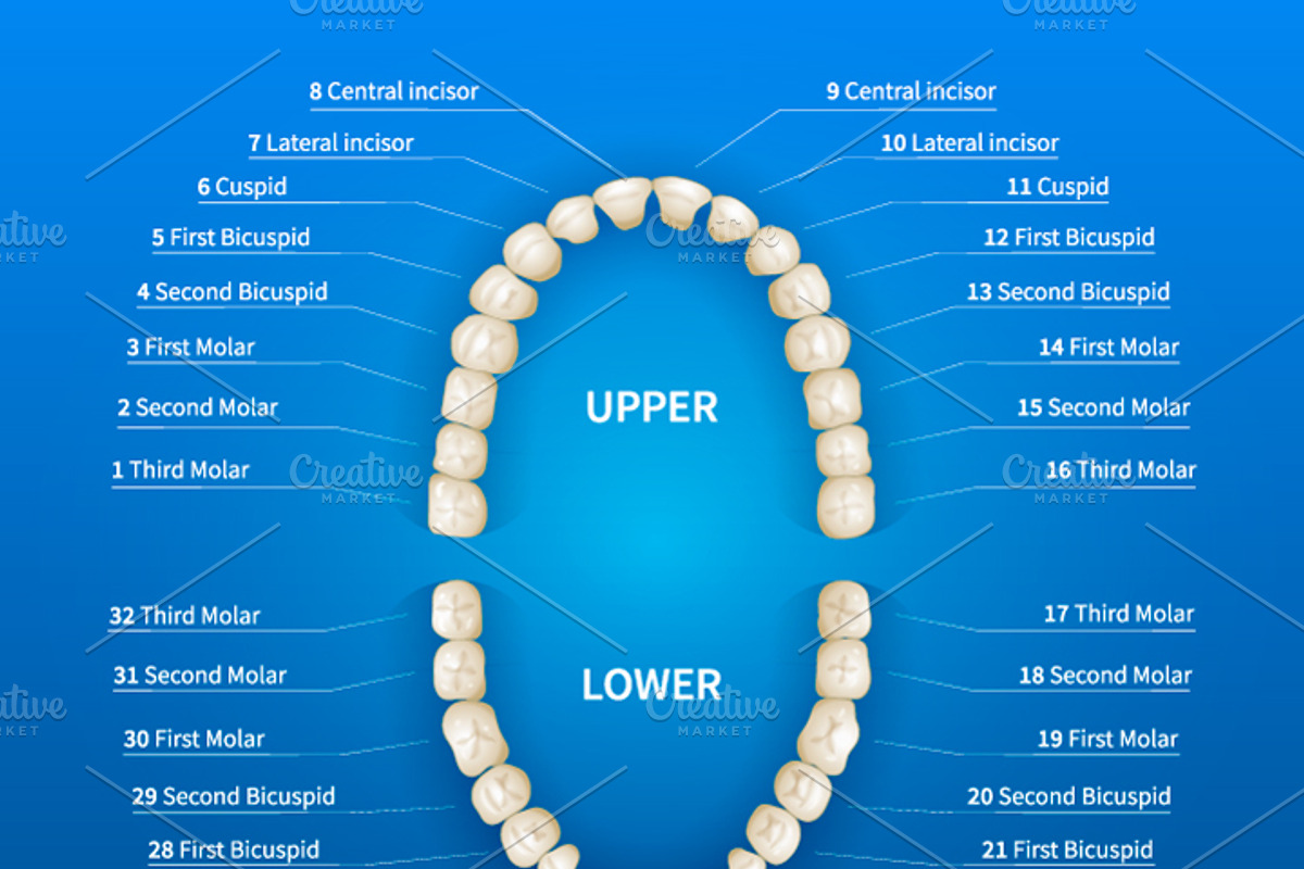 Adult tooth numbering chart, a Healthcare Illustration by BestPics