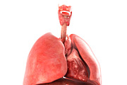 Human internal organs, a Characters & Person 3D Model by konstantin.ermolaev (Thumbnail 8 of 46)