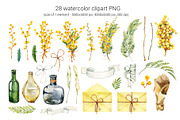 Spring mimosa, watercolor flowers, an Illustration by Artmanata (Thumbnail 2 of 16)