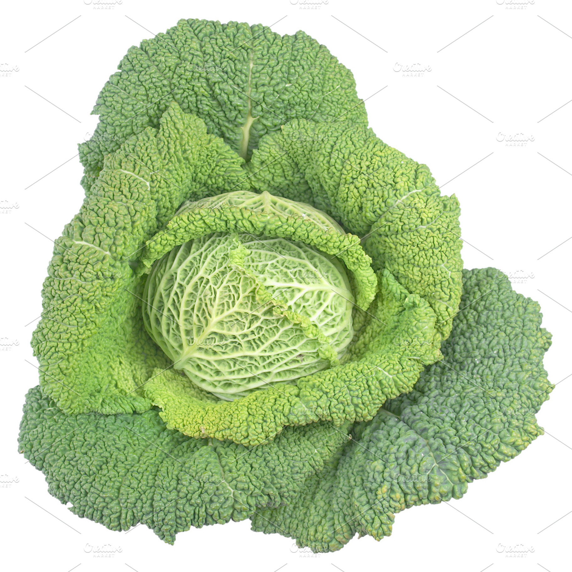 Cabbage Featuring Cabbage Vegetable And Vegetables