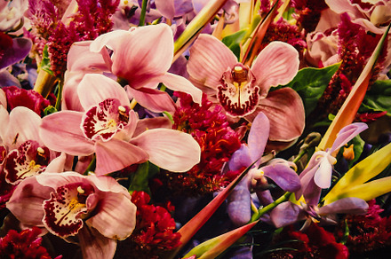 Floral Photo Art • v24, a Nature Photo by Alexander BLOOMS