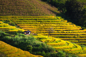 Terraced rice field in Chiang Mai