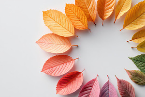 Color palette mockup featuring a circular arrangement of autumn leaves in vario, a Photo by AlyaAnd