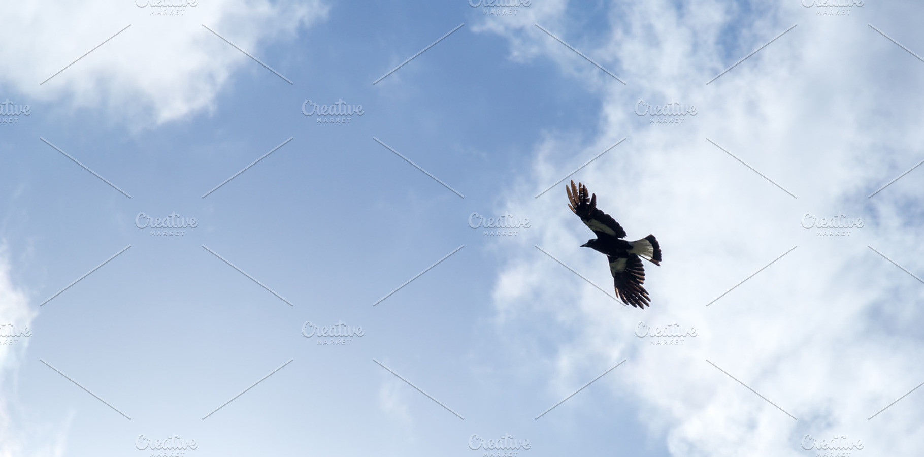 Bird soaring overhead containing bird, birds, and fly, an Animal Photo by Dylan Martin Studios