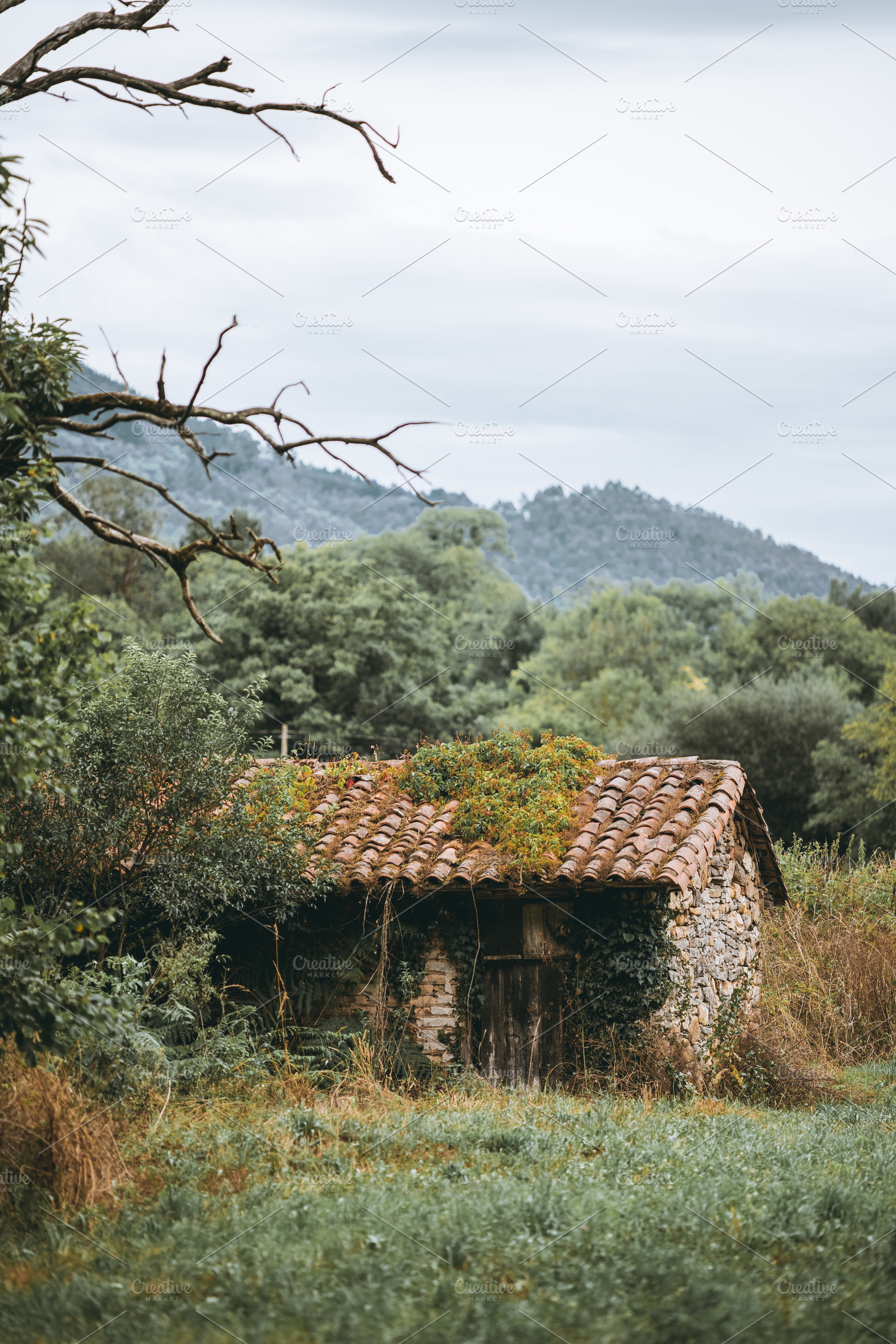 Overgrown stone cottage in meadow, an Architecture Photo by SkyNext