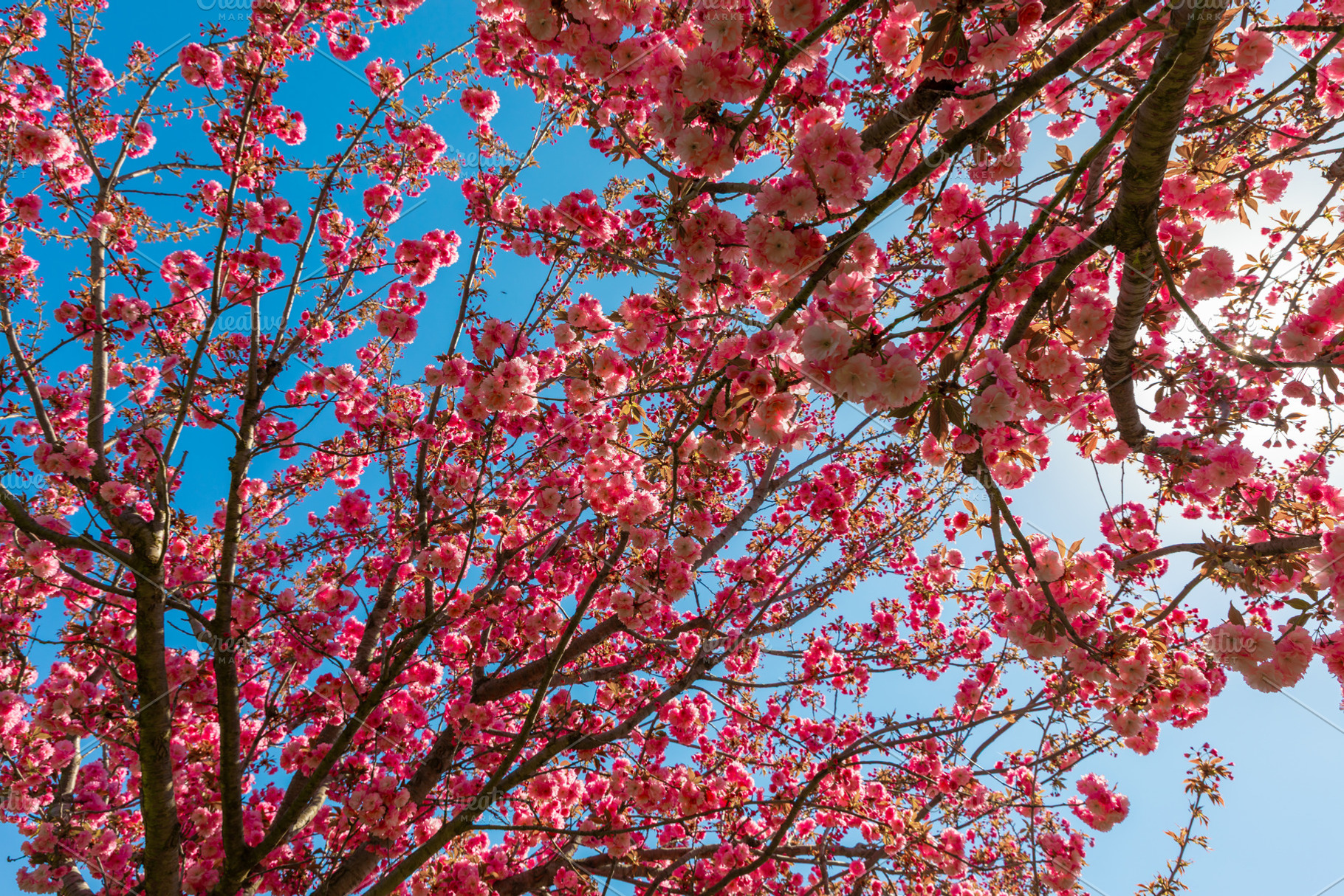 Full cherry blossom tree with dense pink flowers under a clear b, a Nature Photo by Ales Munt